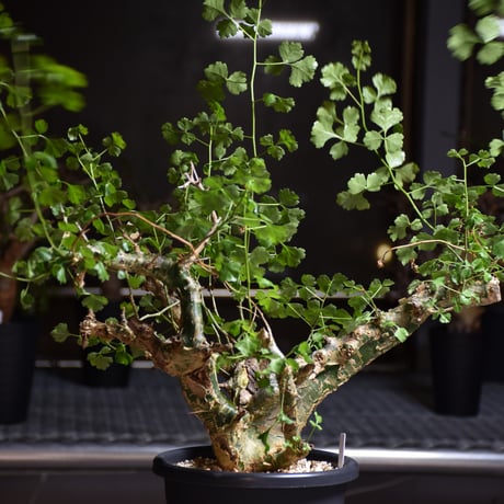 Commiphora campestris var. campestris コミフォラ カンペストリス 発根済現地株 B7