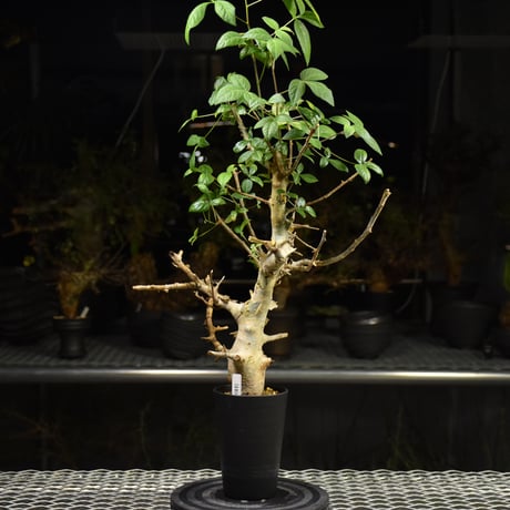 Commiphora holtziana コミフォラ ホルトジアナ 発根済現地株 H24
