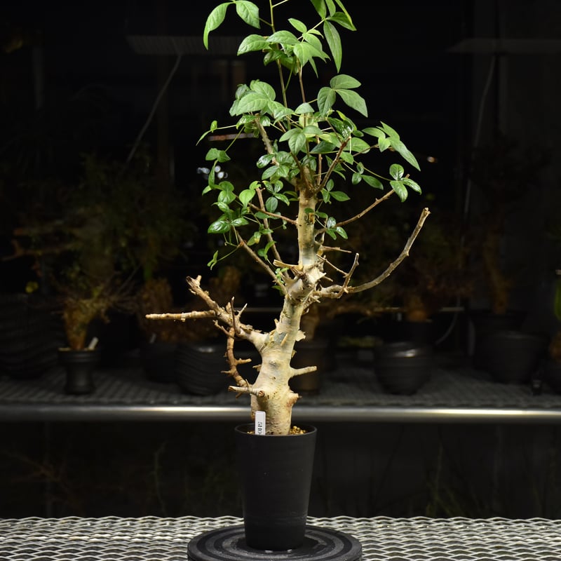 Commiphora holtziana コミフォラ ホルトジアナ 発根済現地株 H24 |