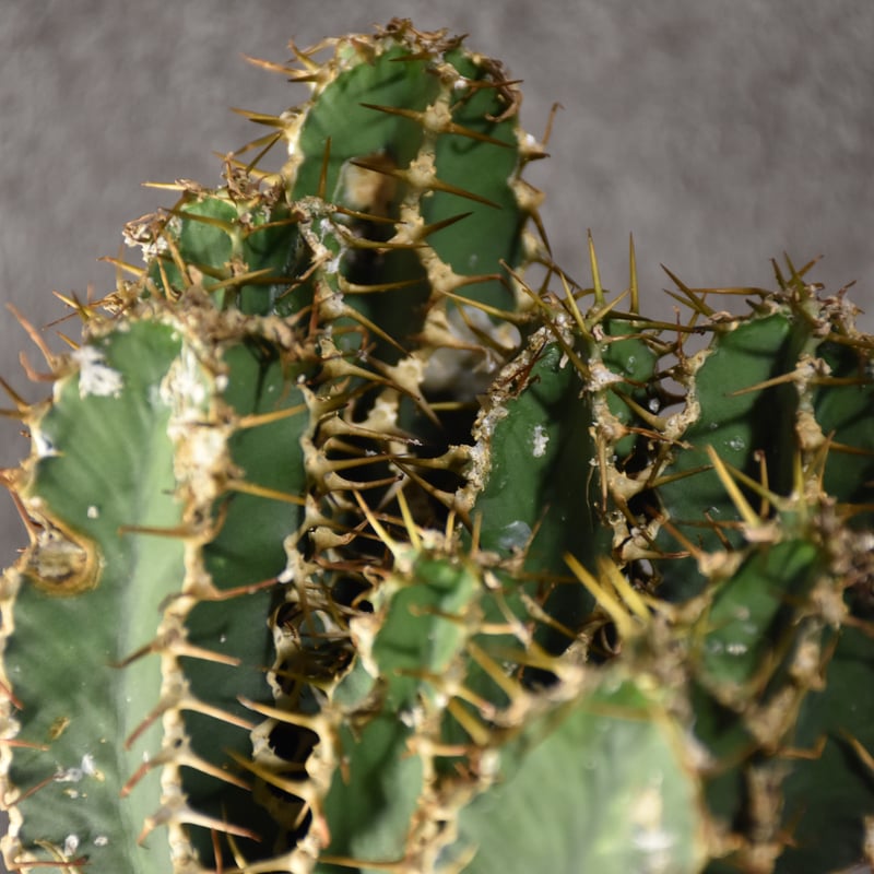 Euphorbia mlanjeana ユーフォルビア ムランジーナ 発根済現地株