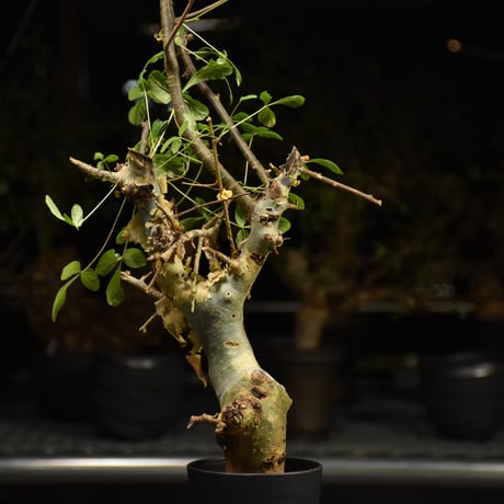 Commiphora holtziana コミフォラ ホルトジアナ 発根済現地株 H29