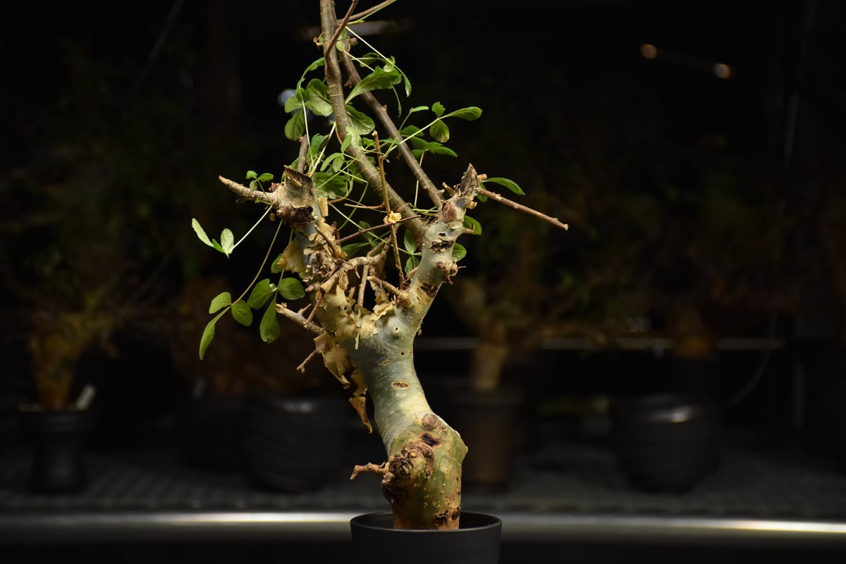 Commiphora holtziana コミフォラ ホルトジアナ 発根済現地株 H29 |