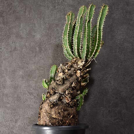 Euphorbia mlanjeana　ユーフォルビア ムランジーナ 発根済現地株 #5
