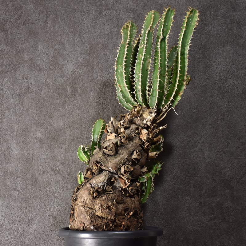 Euphorbia mlanjeana ユーフォルビア ムランジーナ 発根済現地株 Euphorbia mlanjeana ユーフォルビア ムランジーナ 発根済現地株