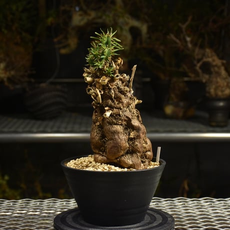 Euphorbia mlanjeana　ユーフォルビア ムランジーナ 発根済現地株 I48