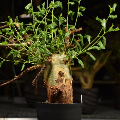 Commiphora glaucescens　コミフォラ グラウケスケンス　発根済現地株　F30