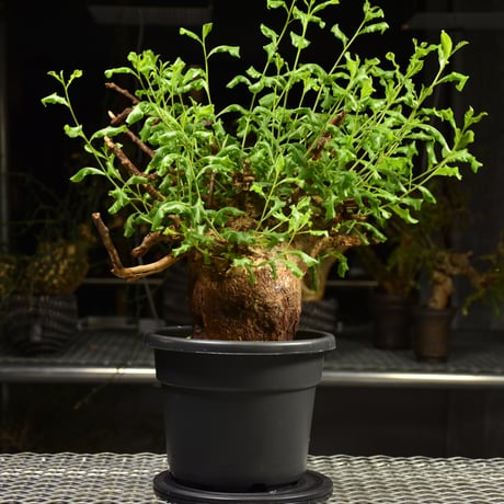 Commiphora glaucescens　コミフォラ グラウケスケンス　発根済現地株　F28