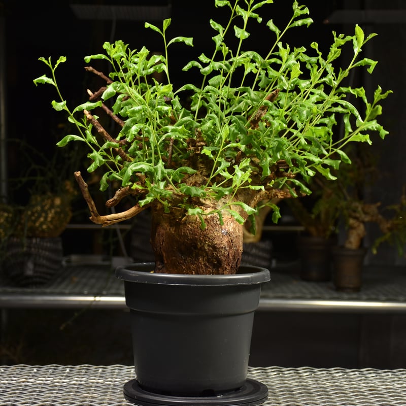 Commiphora glaucescens コミフォラ グラウケスケンス 発根済現地株 F2