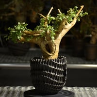 ナマクアナム　塊根植物　発根済 パキポディウム ナマクアナム 