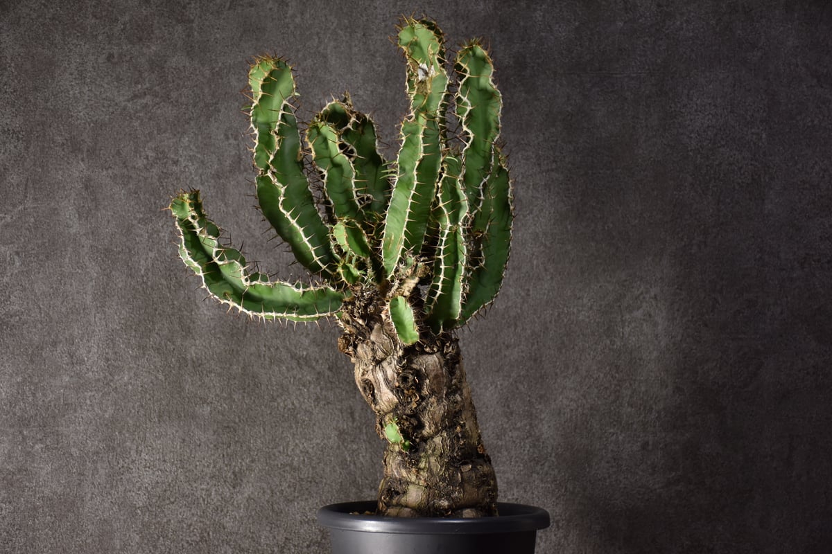 まん丸手乗りサイズ□発根済□ユーフォルビア ムランジーナ