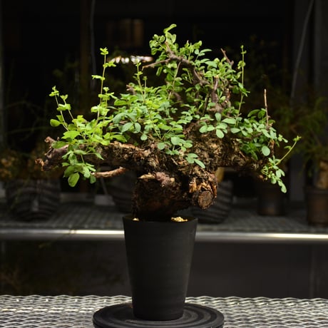 Commiphora Boranensis　コミフォラ ボラネンシス　発根済現地株　F15