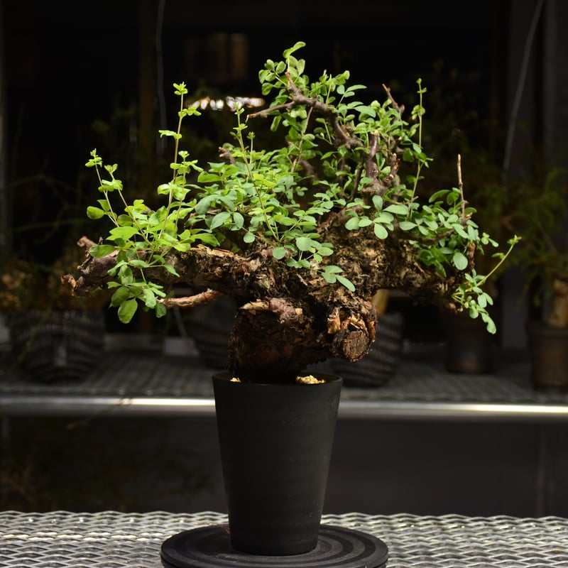 Commiphora Boranensis コミフォラ ボラネンシス 発根済現地株