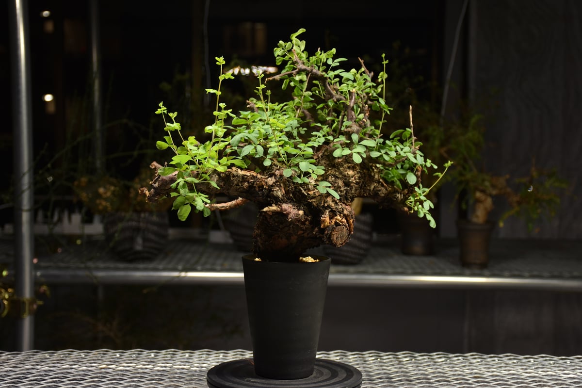 コミフォラ ボラネンシス 発根済み Commiphora Boranensis コミフォラ ボラネンシス 発根済現地株