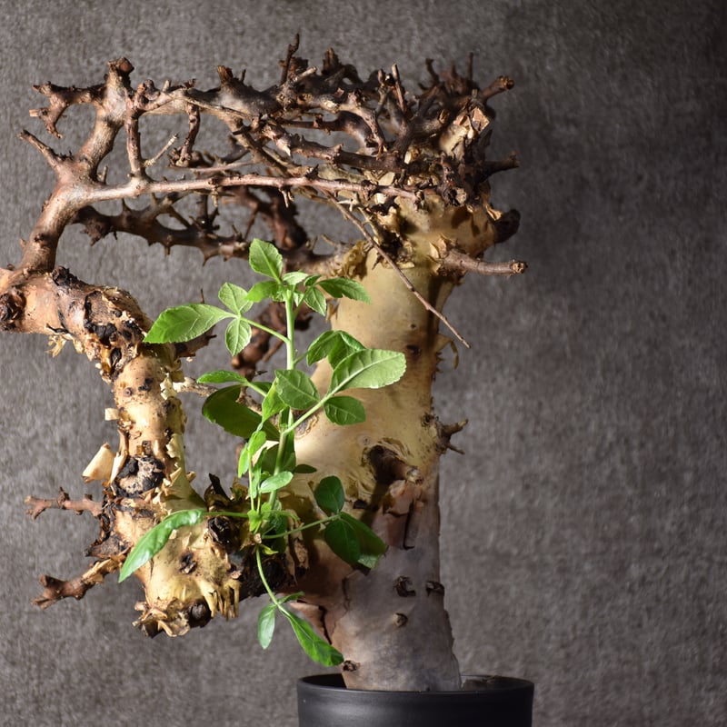 Commiphora kataf var.turkanensis コミフォラ カタフ ターカネ