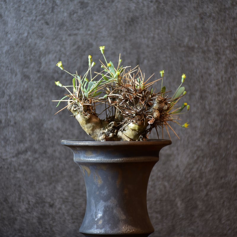 オトンナユーフォルビオイデス 超特大株 発根済み 【公式通販】