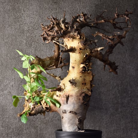 Commiphora kataf var.turkanensis コミフォラ カタフ ターカネンシス 発根済現地株 2