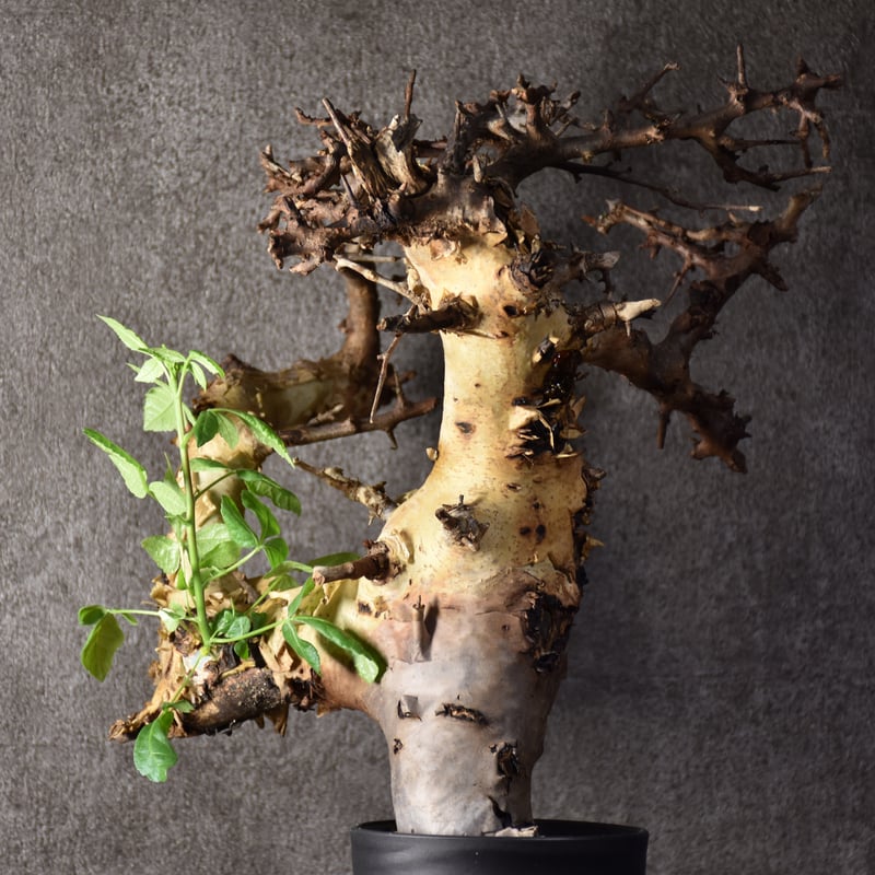 Commiphora kataf var.turkanensis コミフォラ カタフ ターカネ
