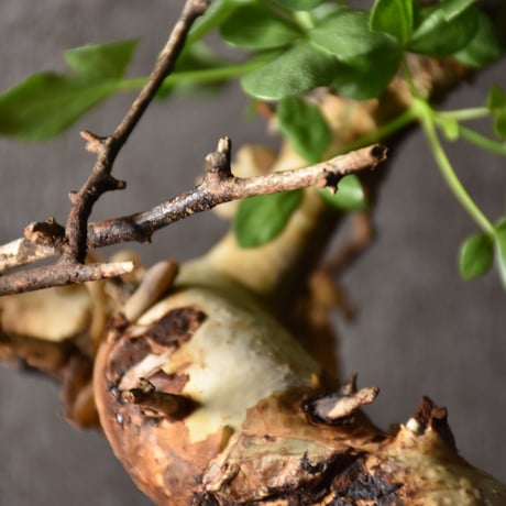 Commiphora kataf pure コミフォラ ピュアカタフ 発根済現地株 4 ソマリア産