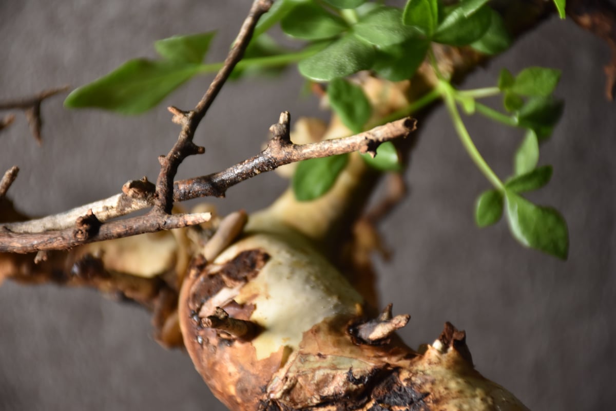 Commiphora kataf pure コミフォラ ピュアカタフ 発根済現地株 4 Commiphora kataf pure コミフォラ ピュアカタフ 発根済現地株 4
