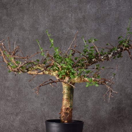 Commiphora cyclophira コミフォラ シクロフィラ 発根済現地株 #3