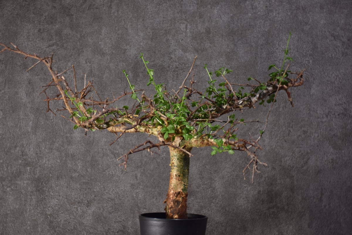 Commiphora cyclophira コミフォラ シクロフィラ 発根済現地株