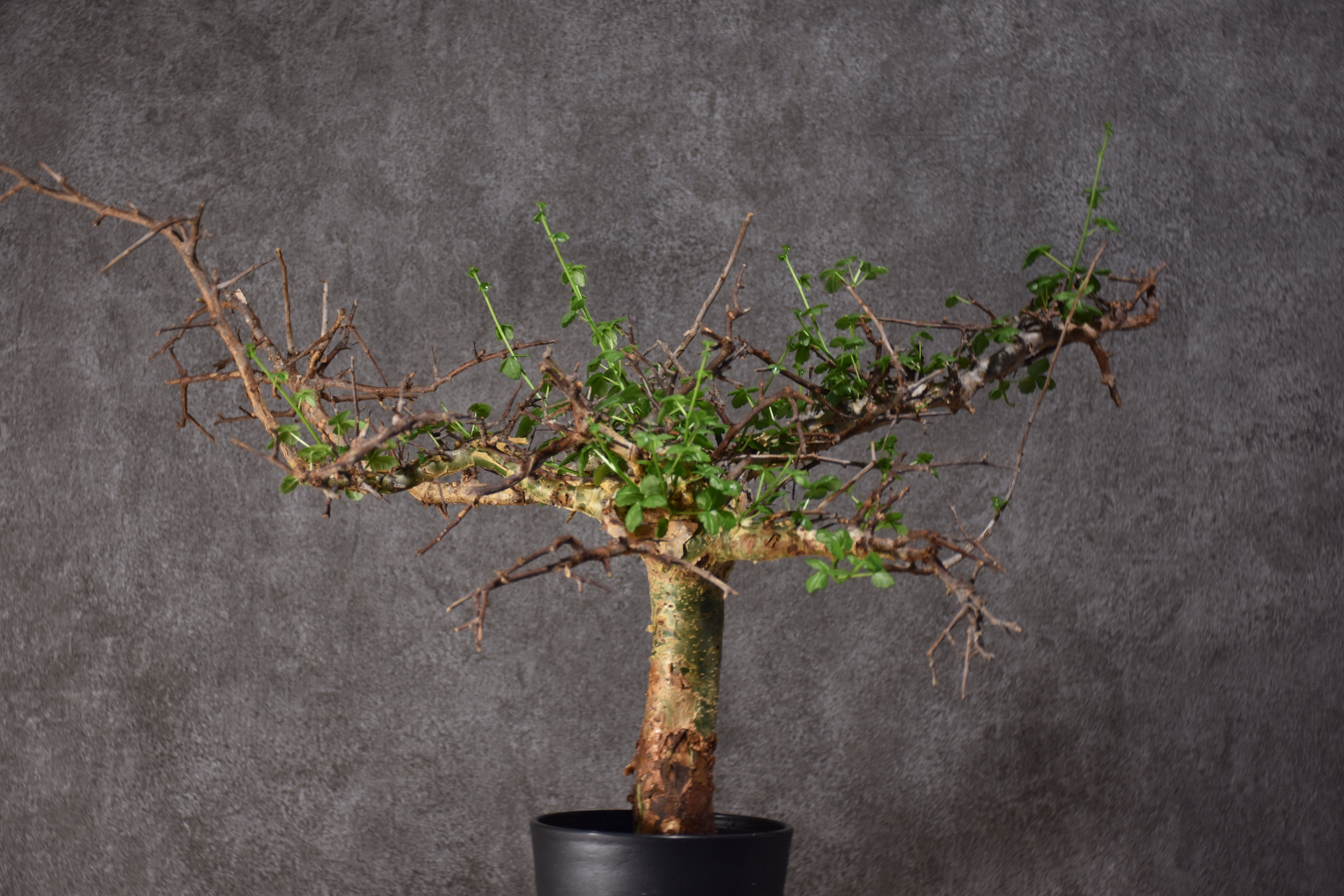 Commiphora cyclophira コミフォラ シクロフィラ 発根済現地株 #3 |