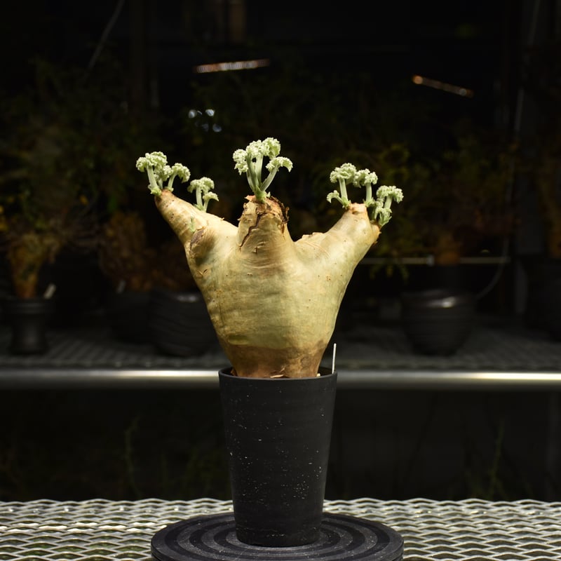 Cyphostemma uter var. macropus キフォステンマ ウター マクロプ