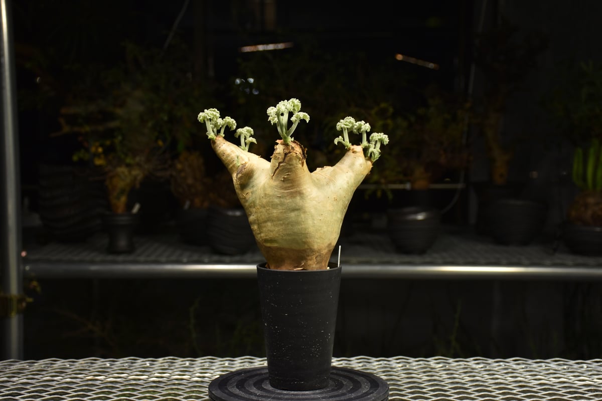 Cyphostemma uter var. macropus キフォステンマ ウター マクロプ