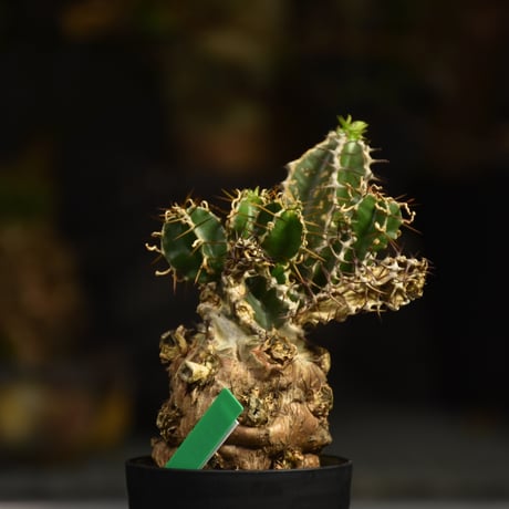 Euphorbia mlanjeana　ユーフォルビア ムランジーナ 発根済現地株 I43