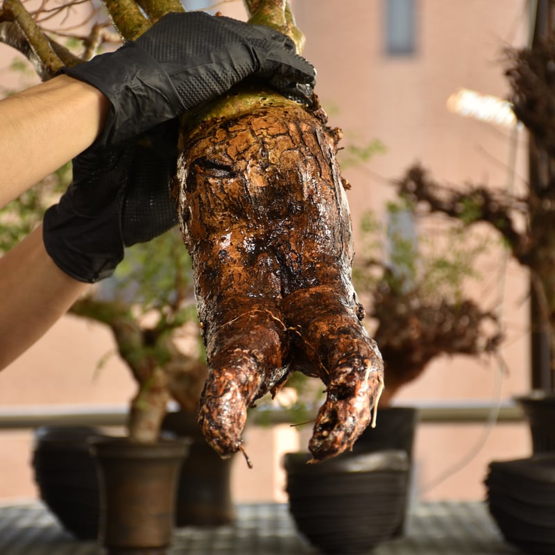 コミフォラ　フンベルティCommiphora humbertii　大株　発根済み fit=scale-down,w=1200