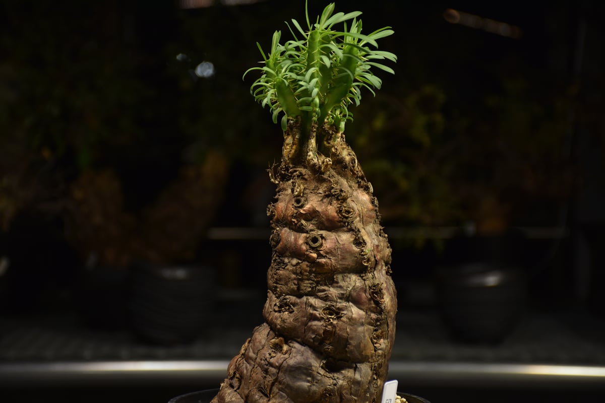 ユーフォルビア　ムランジーナ　発根済　大株 ユーフォルビア ムランジーナ 発根管理中株