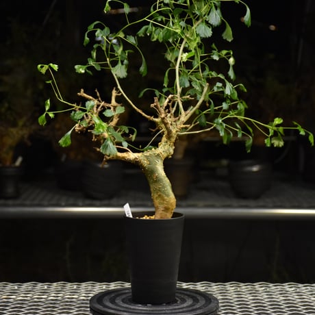 Commiphora campestris コミフォラ カンペストリス 発根済現地株 H2