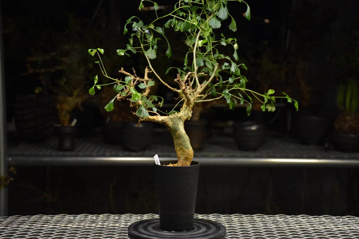 Commiphora campestris コミフォラ カンペストリス 発根済現地株 H2 |
