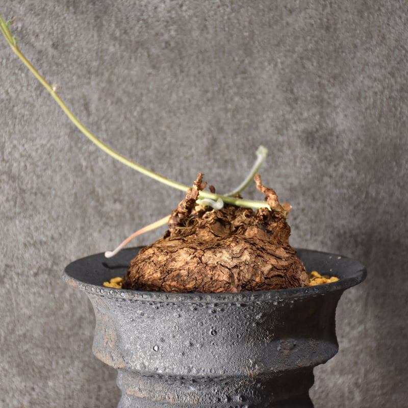 ペラルゴニウム・トリステ　発根済み鉢付き　現地株 ペラルゴニウム・トリステ 発根済み鉢付き 現地株