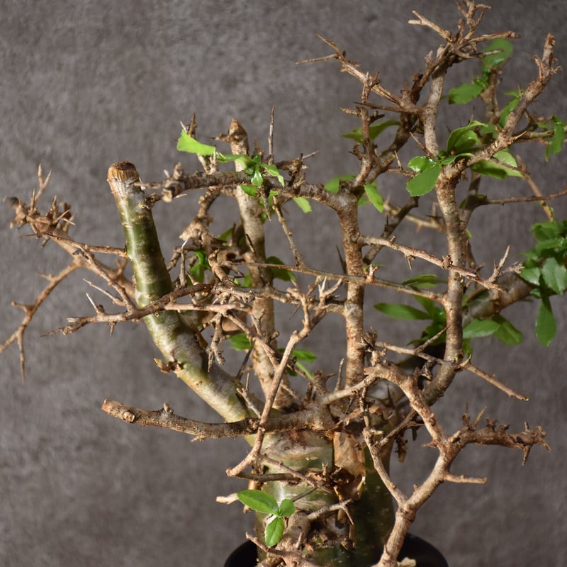 発根済み　現地球　コミフォラ・ハベシニカ Commiphora habessinica コミフォラ ハベシニカ 発根済現地株 #4