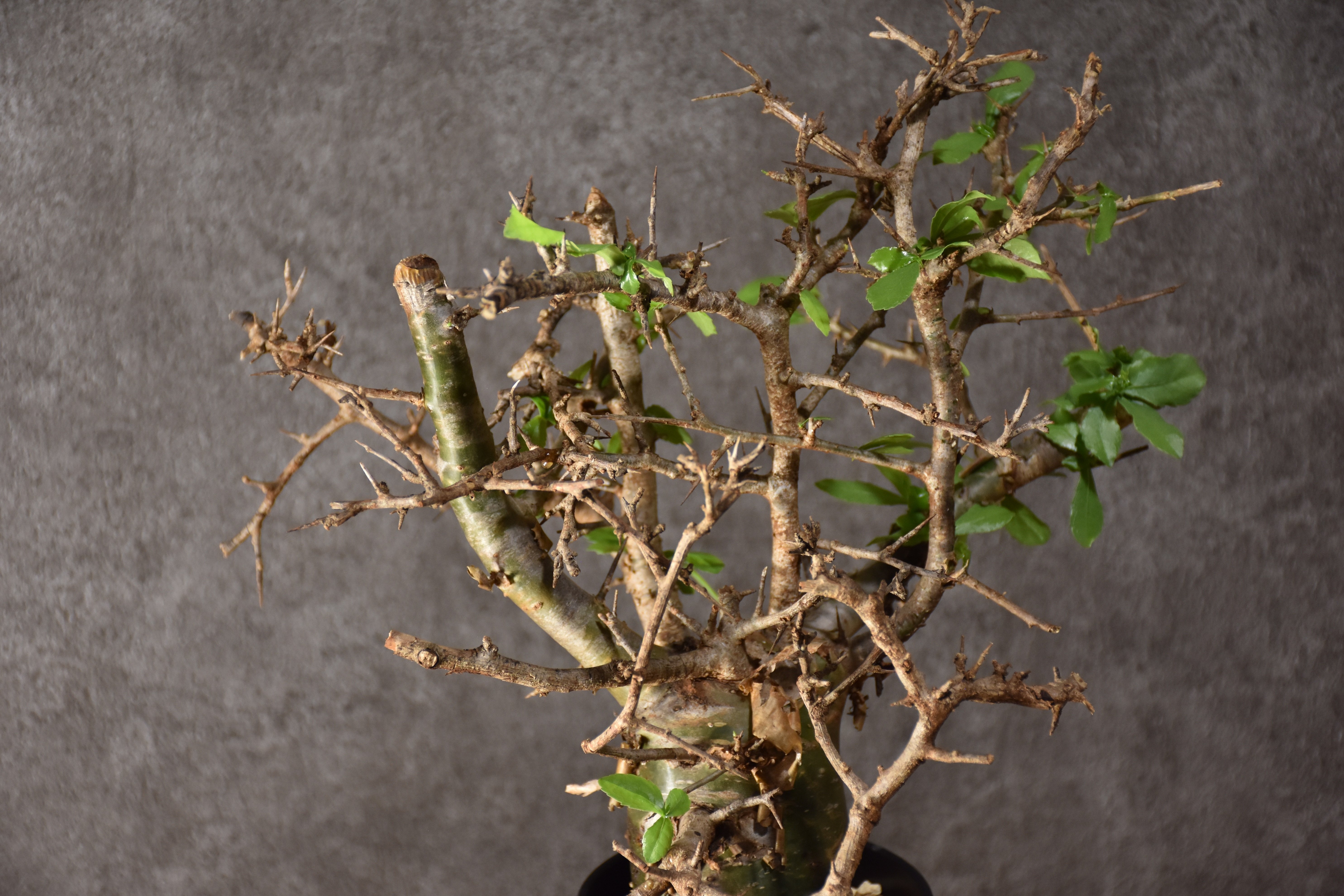 Commiphora habessinica コミフォラ ハベシニカ 発根済現地株 #1 |