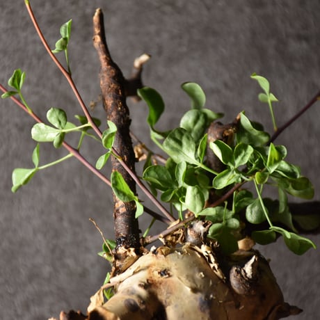Commiphora kataf pure コミフォラ ピュアカタフ 発根済現地株 1 ソマリア産
