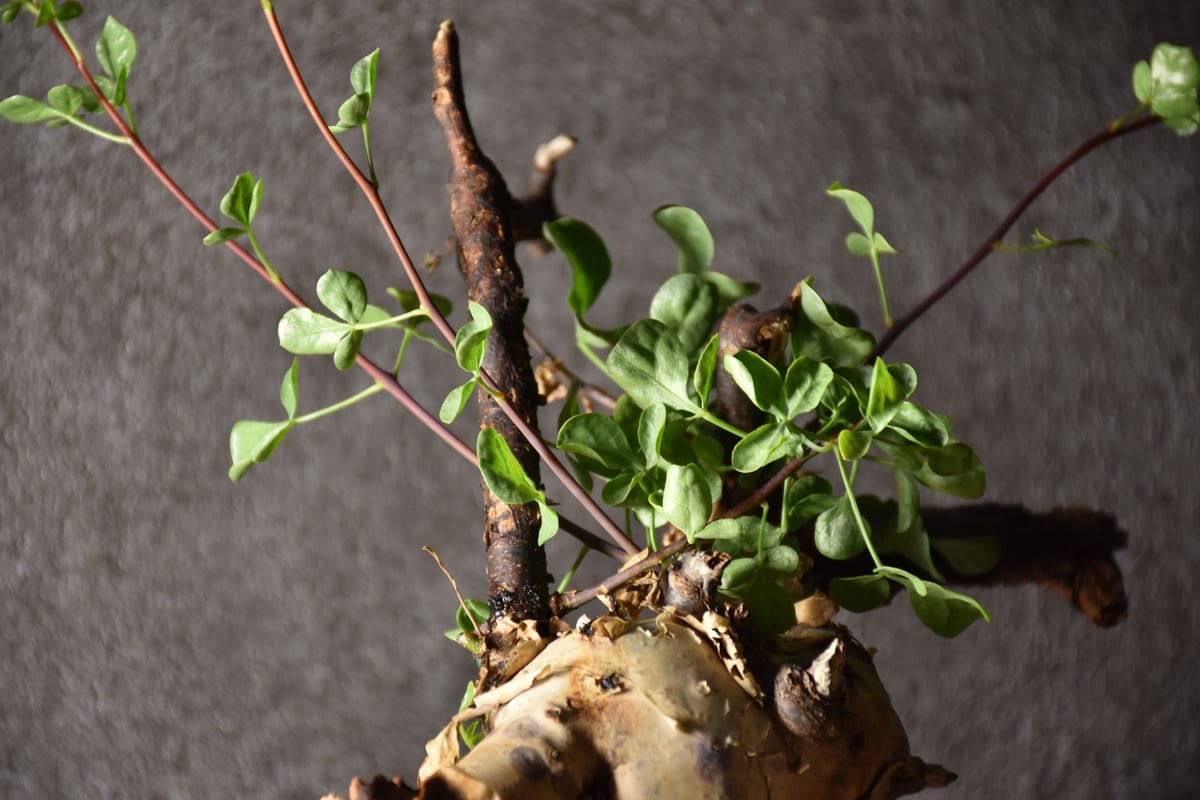 Commiphora kataf pure コミフォラ ピュアカタフ 発根済現地株 1 Commiphora kataf pure コミフォラ ピュアカタフ 発根済現地株 1