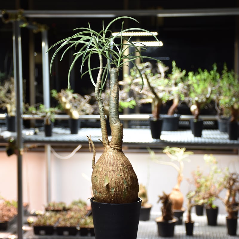 Adenium Somalense アデニウム ソマレンセ 発根済現地株 #5 | BONDEX