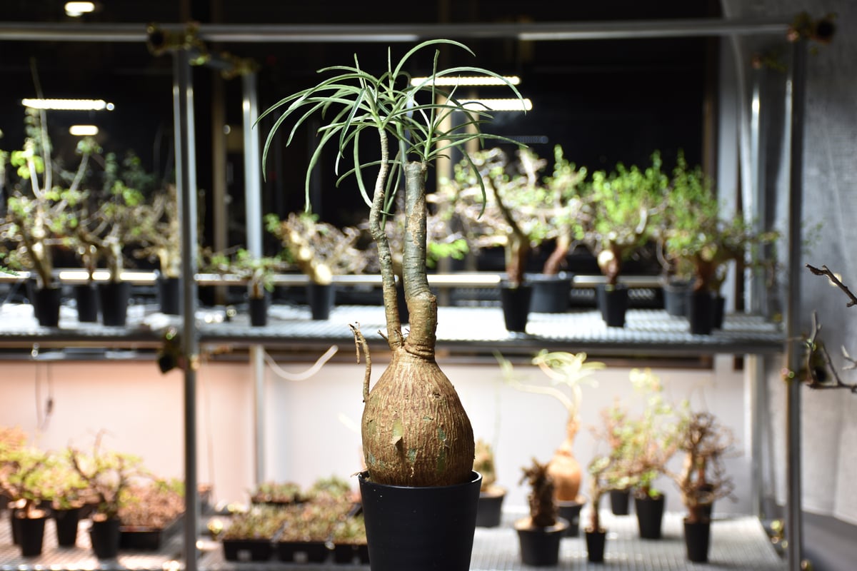 ●【本日特価】現地球 大株 赤肌 アデニウム ソマレンセ Adenium Somalense アデニウム ソマレンセ 発根済現地株 #6 | BONDEX