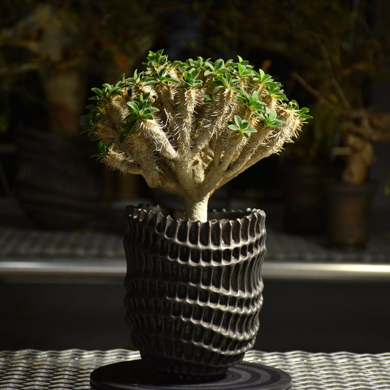 ギラウミニアナ　発根済み Euphorbia Guirauminiana ユーフォルビア ギラウミニアナ 発根済