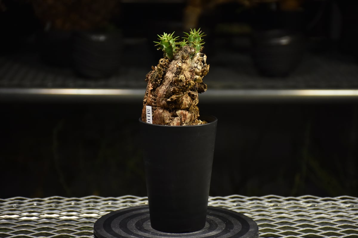 Euphorbia mlanjeana ユーフォルビア ムランジーナ 発根済現地株 I34 |