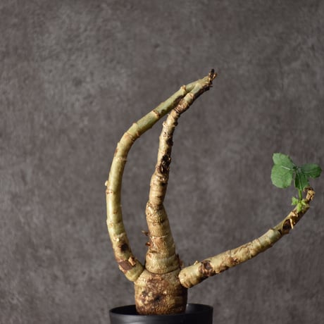 Jatropha spicata ヤトロファ スピカータ 発根済現地株 #7