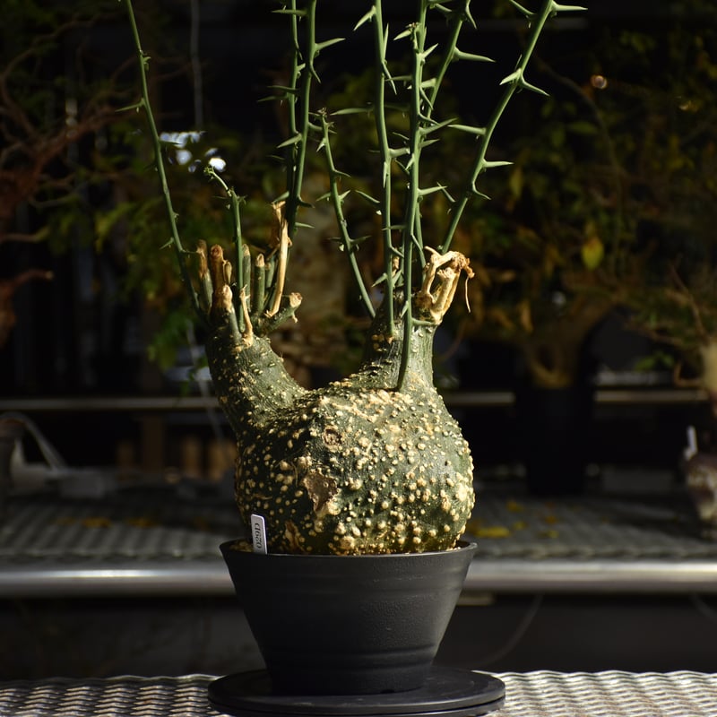 アデニア グロボーサ　超特大　枝数多め　※発根済み アデニア グロボーサ 超特大 枝数多め ※発根済み