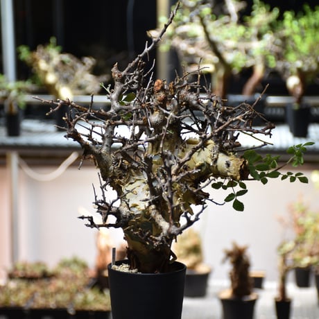 Commiphora kataf var.turkanensis コミフォラ カタフ ターカネンシス 発根済現地株 #5