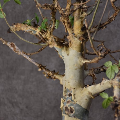 Commiphora holtziana　コミフォラ ホルトジアナ　発根済現地株　#2