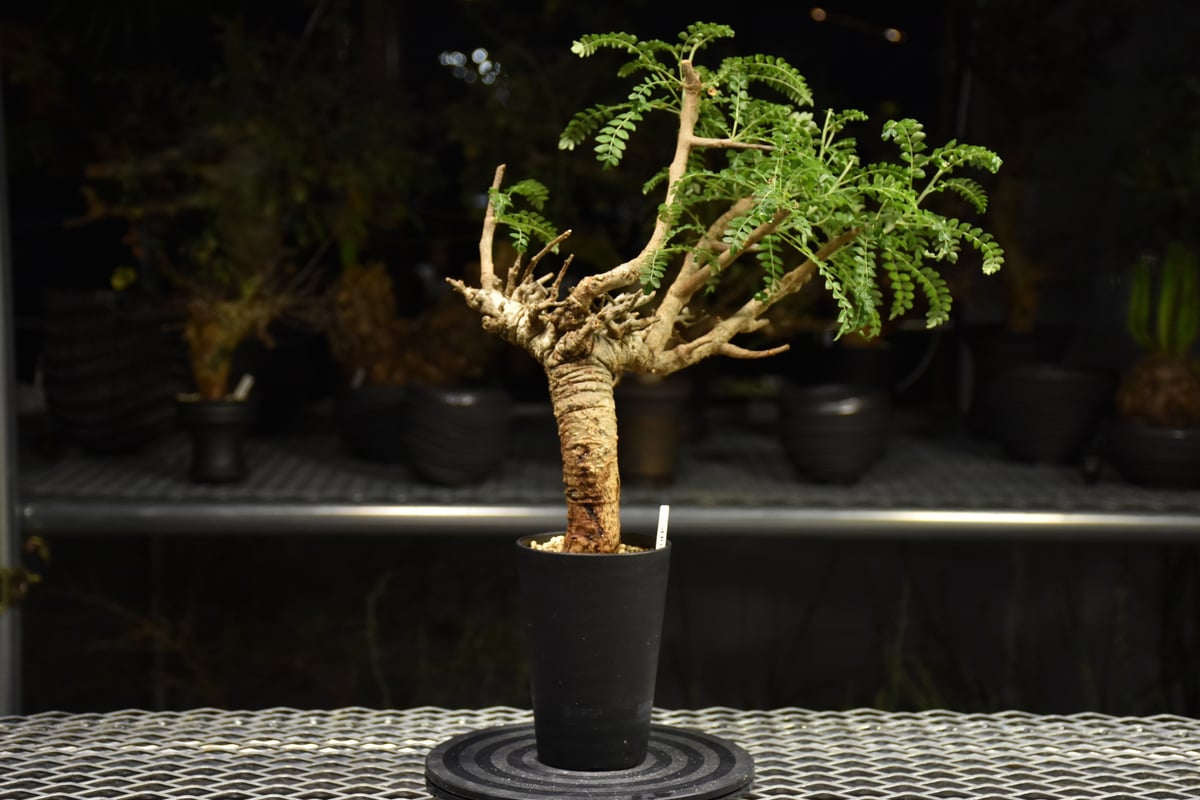 大型 ボスウェリア・ネグレクタ 現地株 発根済　芽吹多数　① Boswellia neglecta ボスウェリア ネグレクタ 発根済現地株 H17 | BO