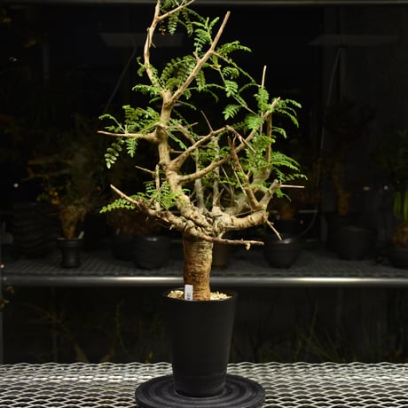 Boswellia neglecta　ボスウェリア ネグレクタ　発根済現地株　H14