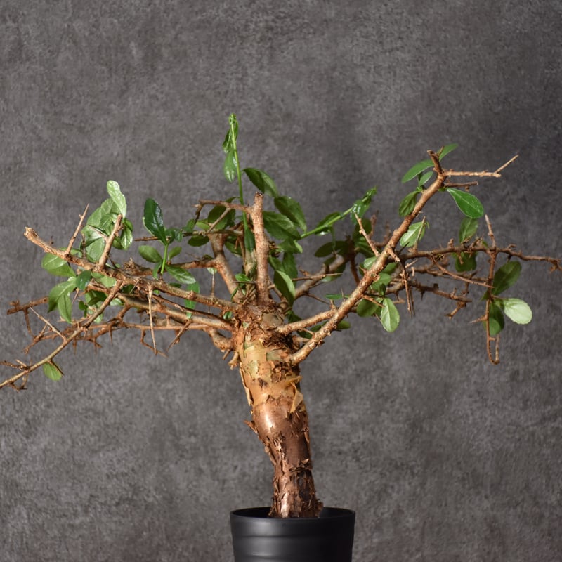 Commiphora habessinica コミフォラ ハベシニカ 発根済現地株 #6 | ...