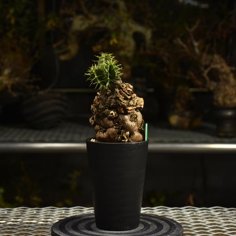 Euphorbia mlanjeana　ユーフォルビア ムランジーナ 発根済現地株 I33